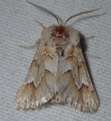 Acronicta serratae