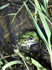 Pelophylax