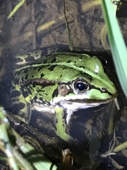 Pelophylax