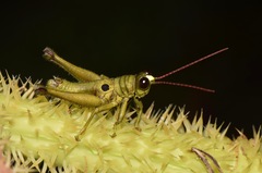 Ommatolampis perspicillata