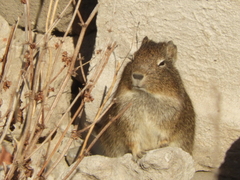 Galea leucoblephara