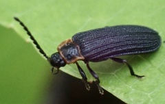 Eropterus trilineatus