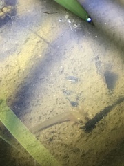 Lissotriton vulgaris