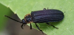 Eropterus trilineatus