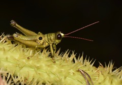 Ommatolampis perspicillata