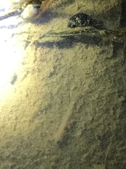 Lissotriton vulgaris