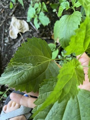 Liriomyza eupatoriella