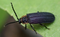 Eropterus trilineatus