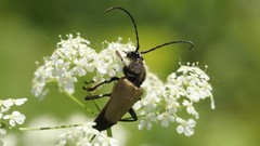 Trigonarthris subpubescens