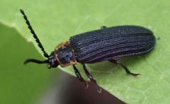 Eropterus trilineatus