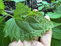 Liriomyza eupatoriella