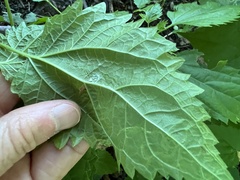Liriomyza eupatoriella