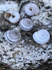 Oreohelix strigosa depressa
