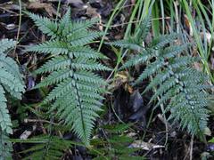 Polystichum neozelandicum neozelandicum