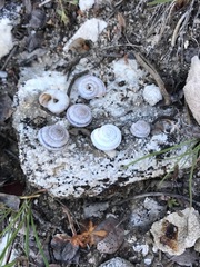 Oreohelix strigosa depressa