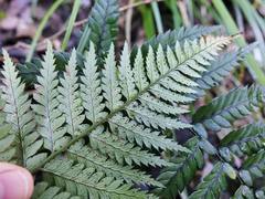 Polystichum neozelandicum neozelandicum