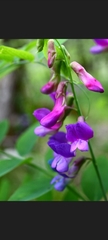 Lathyrus polyphyllus