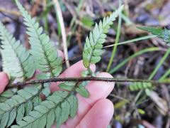 Polystichum neozelandicum neozelandicum