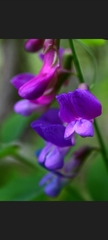 Lathyrus polyphyllus