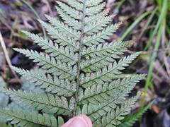 Polystichum neozelandicum neozelandicum