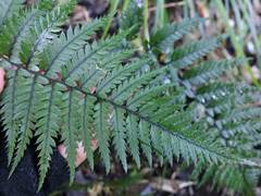 Polystichum neozelandicum neozelandicum