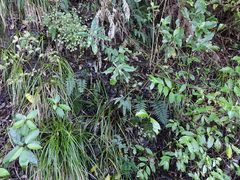 Polystichum neozelandicum neozelandicum
