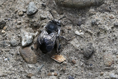 Anthophora pacifica
