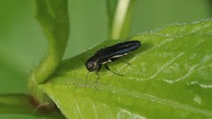 Agrilus bilineatus