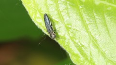 Agrilus bilineatus
