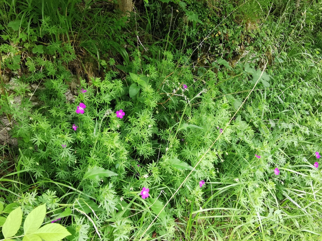 Geranium sanguineum, Beltonville Farm, Buxton SK17 8SS, UK