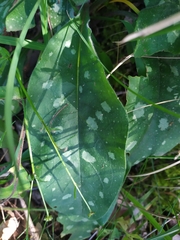 Pulmonaria hirta