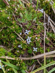 Arcytophyllum thymifolium
