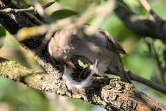 Passer domesticus