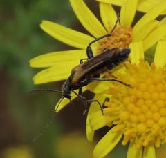Oedemera simplex