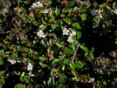 Cotoneaster × suecicus