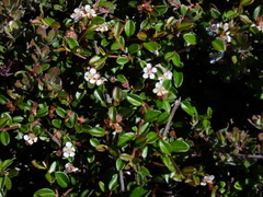 Cotoneaster × suecicus