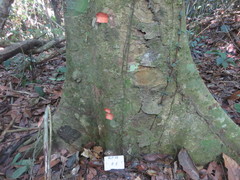 Tetragastris altissima