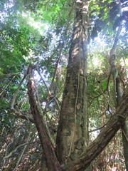 Tetragastris altissima