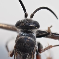 Episyron conterminus