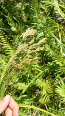 Cyperus prolixus