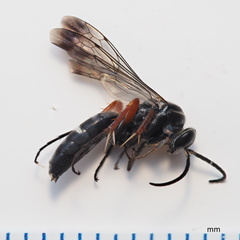 Episyron conterminus