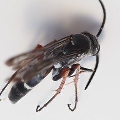 Episyron conterminus