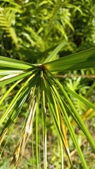 Cyperus prolixus