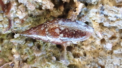 Mitrella lincolnensis