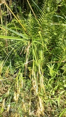 Cyperus prolixus