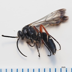 Episyron conterminus