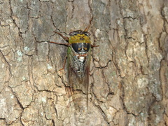 Megatibicen pronotalis