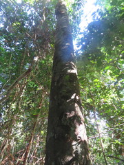 Astronium graveolens