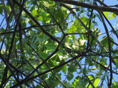 Astronium graveolens