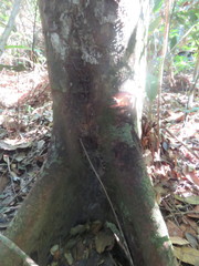 Astronium graveolens